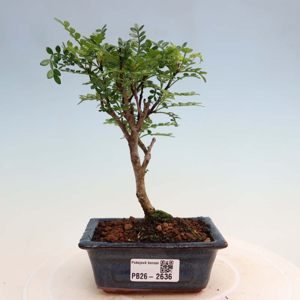 Kamerbonsai - Zantoxylum piperitum - peperboom
