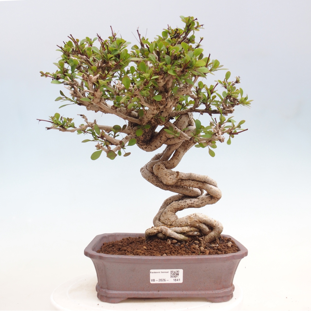 Bonsai voor buiten - Berberis coreana