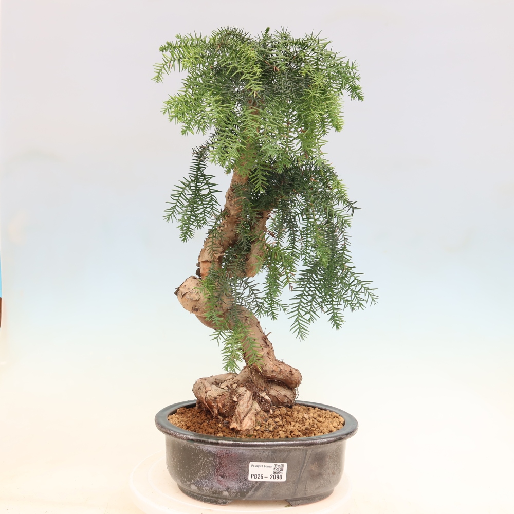 Kamerbonsai - Araucaria - kamer spar
