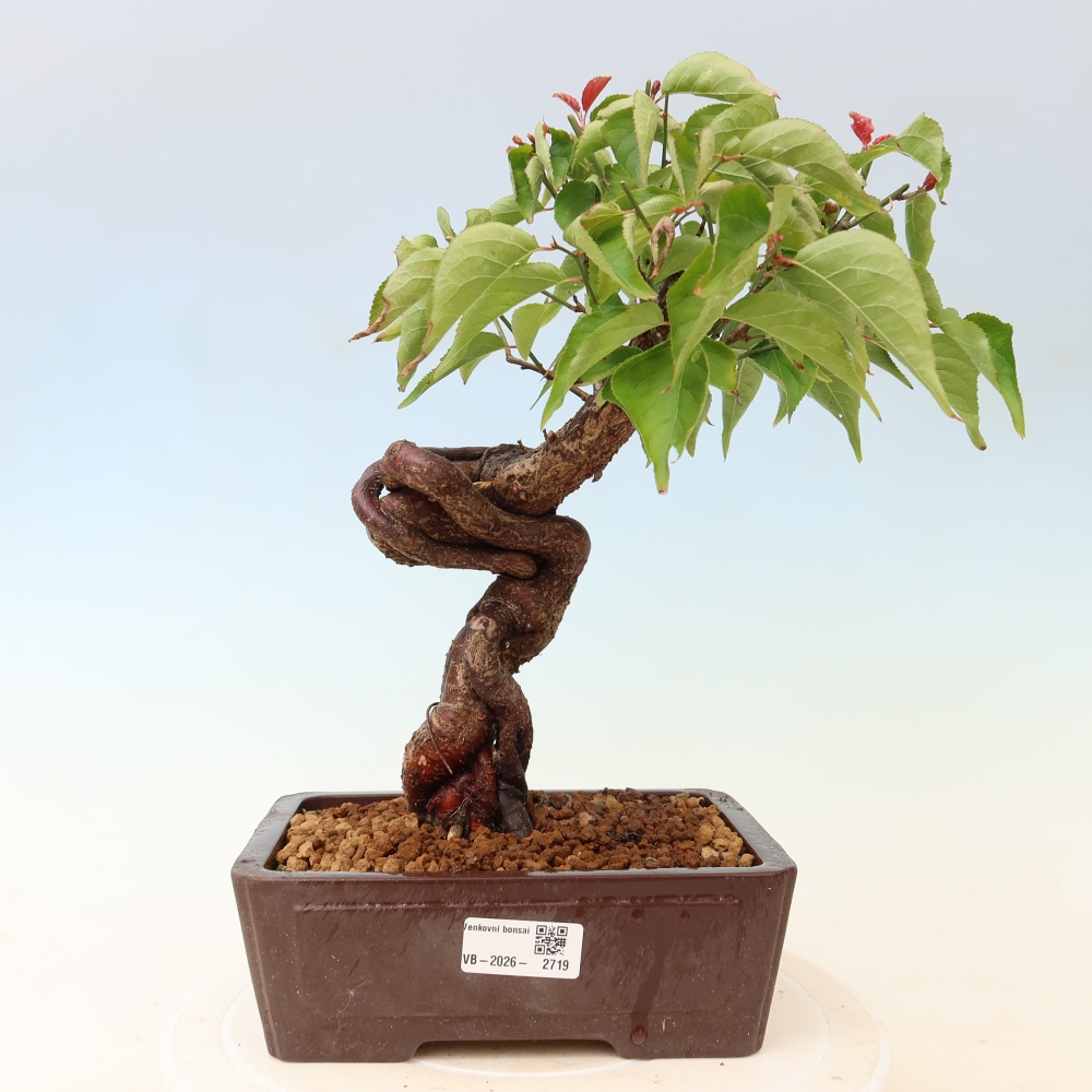 Bonsai voor buiten – Japanse abrikoos – Prunus Mume