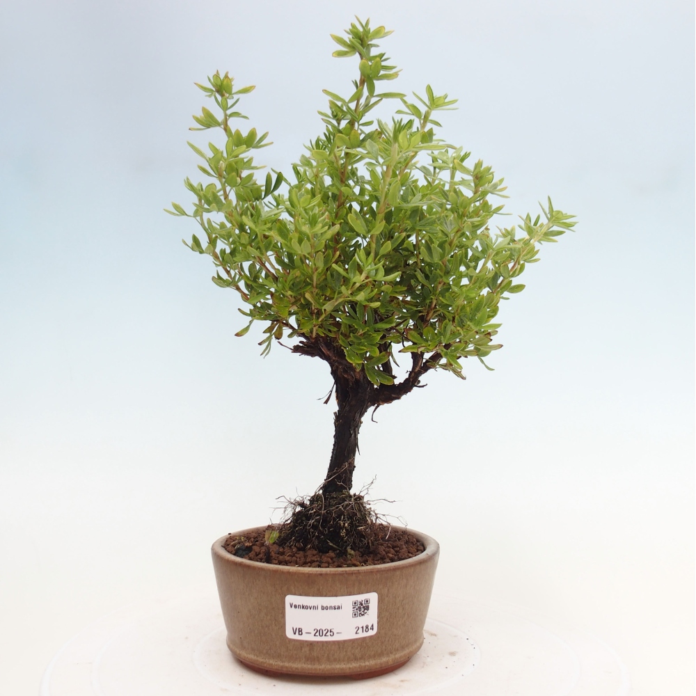 Bonsai voor buiten - Potentila fruticosa gele vogel