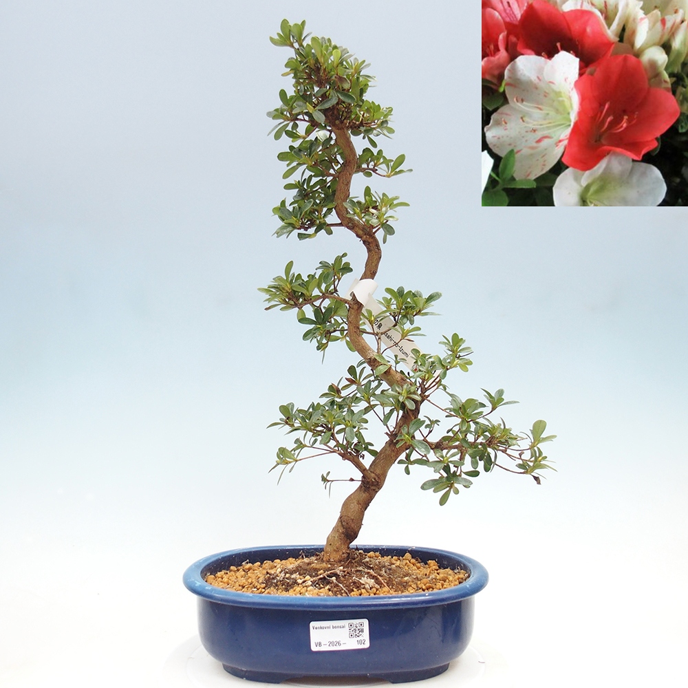 Bonsai voor buiten - Japanse azalea - Azalea Asahi-no-izumi