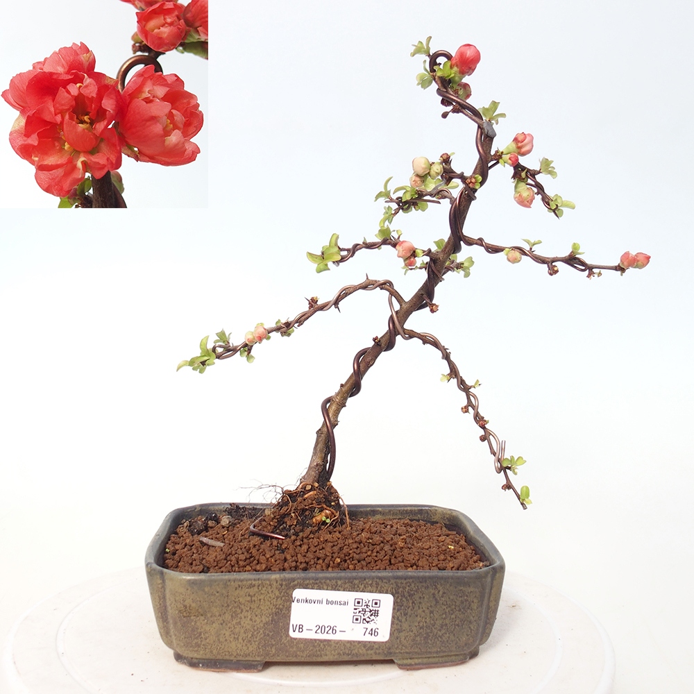 Bonsai voor buiten - Chaneomeles s. Red Joy - Kweepeer