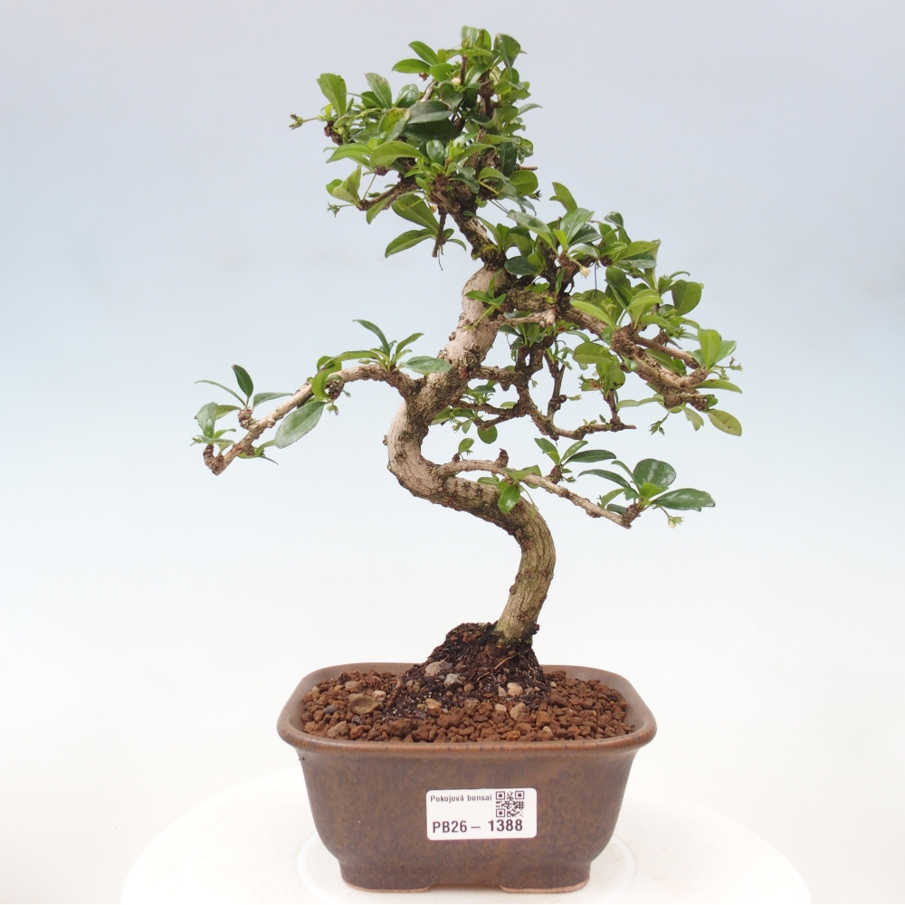 Kamerbonsai - Carmona macrophylla - Thee fuki