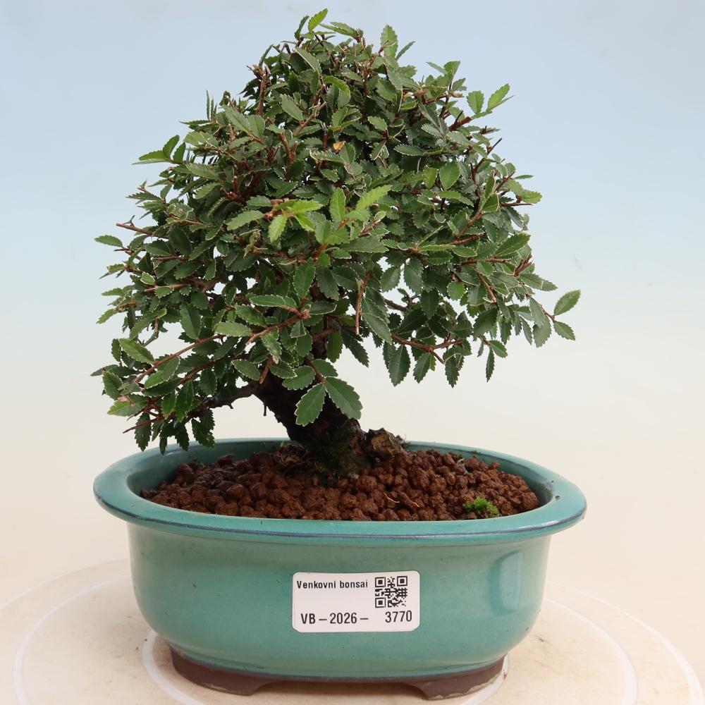 Bonsai voor buiten - Zelkova - Zelkova NIRE