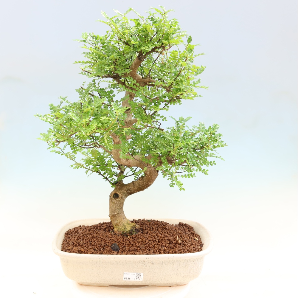Kamerbonsai - Zantoxylum piperitum - peperboom