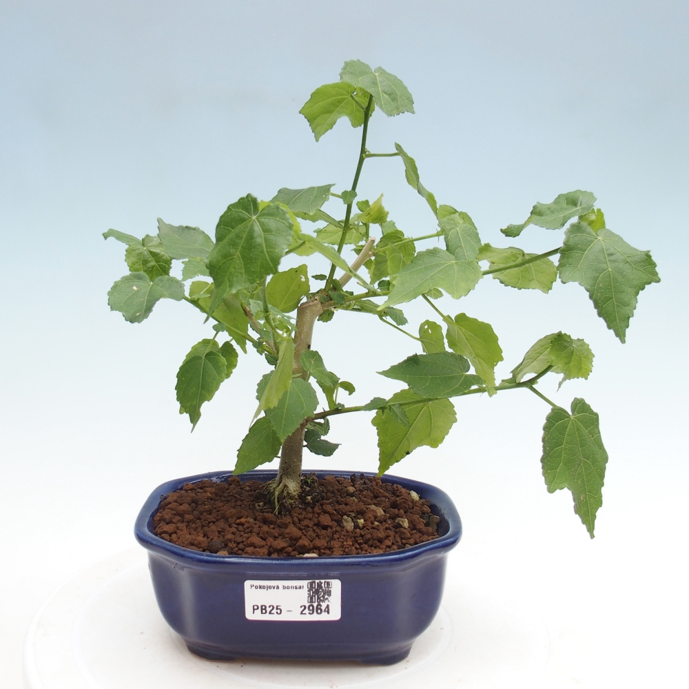 Bonsai voor binnen - Malvaviscus arboreus