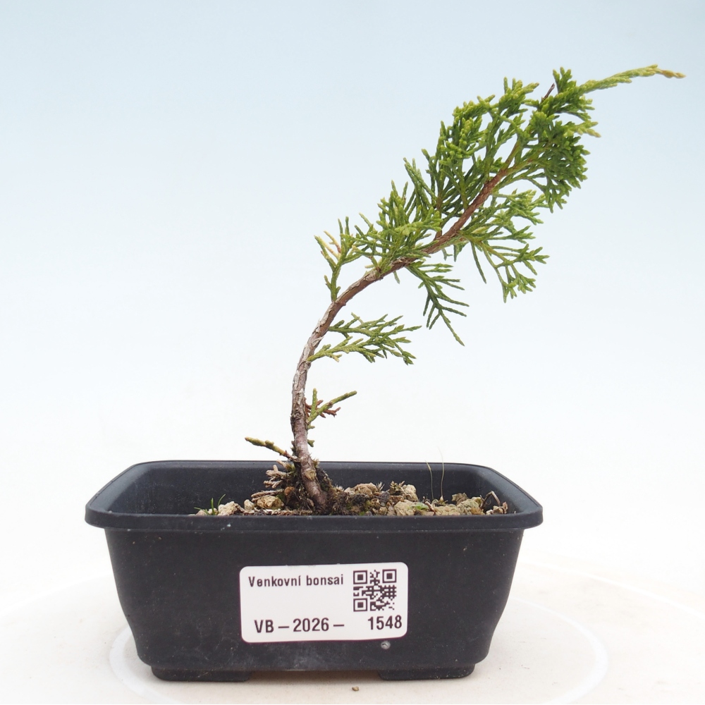 Bonsai voor buiten - Juniperus chinensis Itoigawa