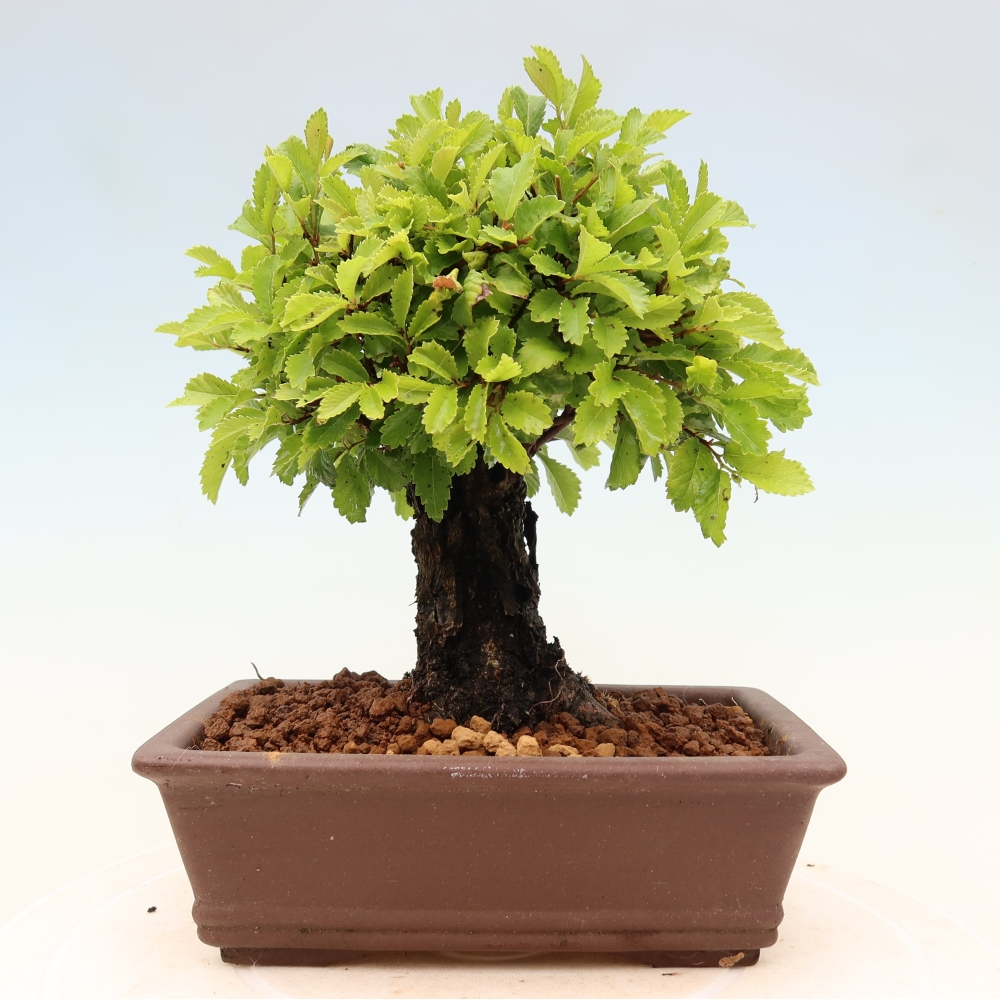 Bonsai voor buiten - Zelkova - Zelkova NIRE