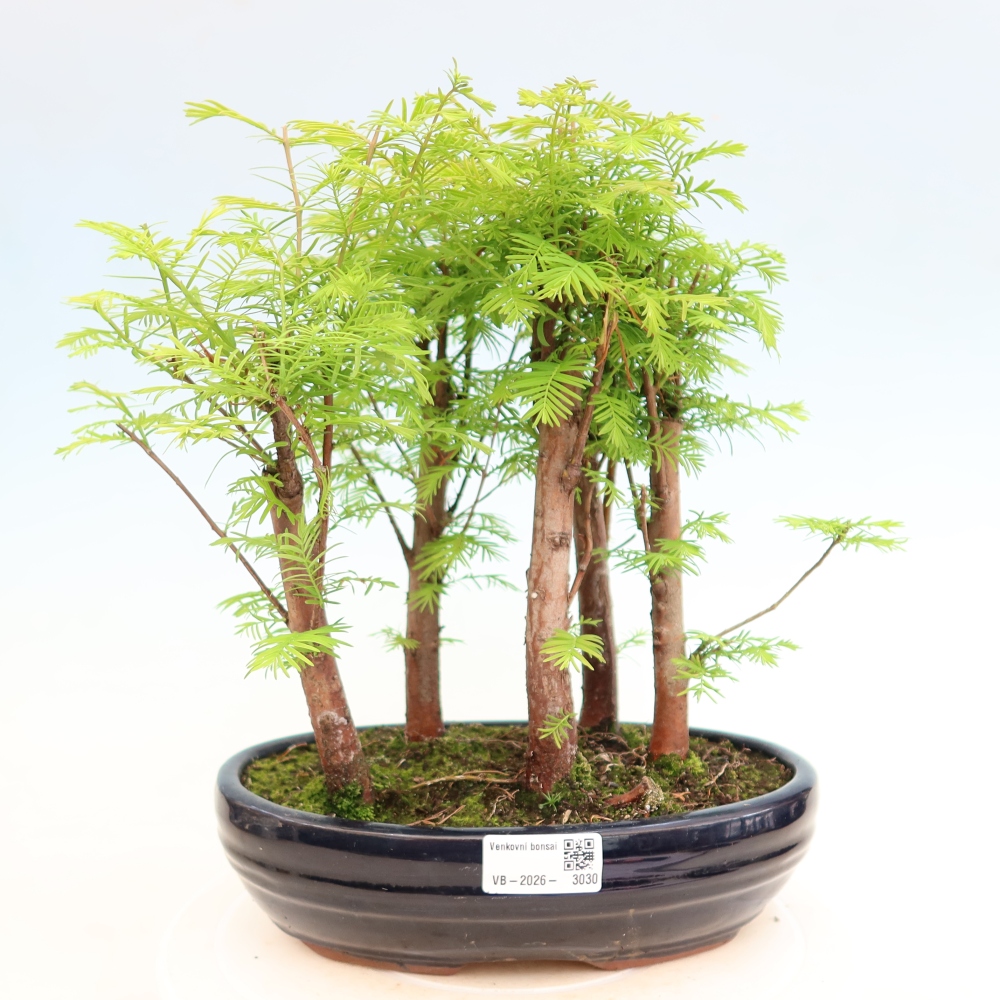 Buitenbonsai - Metasequoia glyptostroboides - Chinese metasequoia - bosje