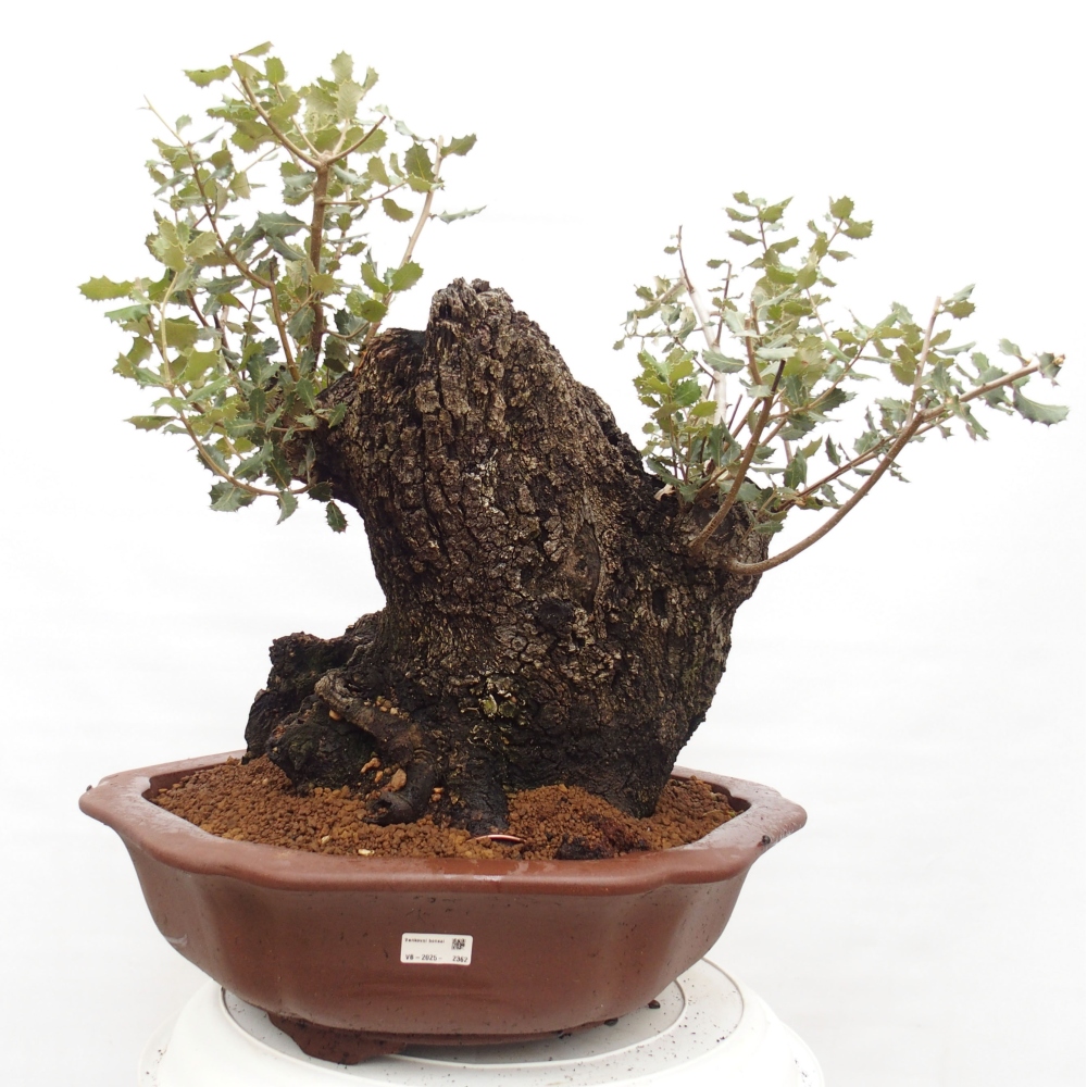 Yamadori - Quercus Ilex -Oakhulst