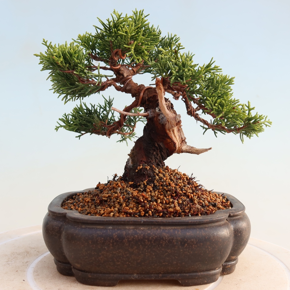 Bonsai voor buiten - Juniperus chinensis Itoigawa