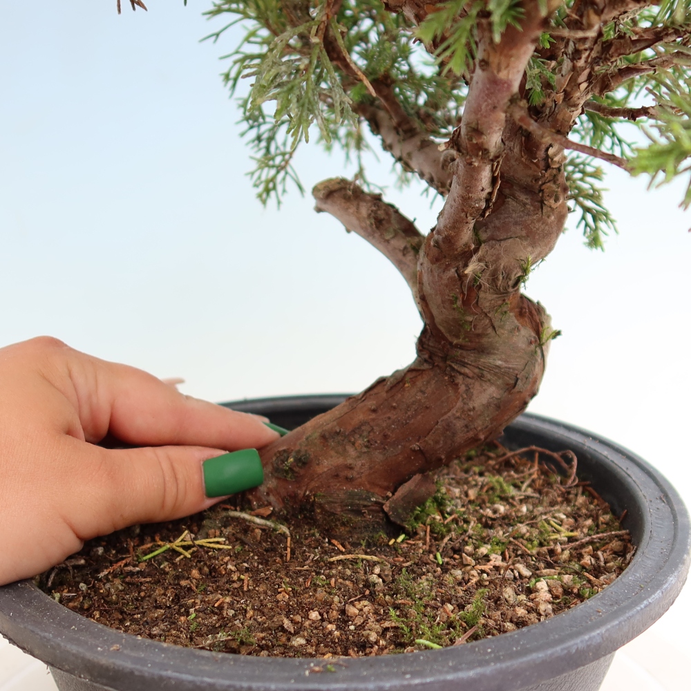 Bonsai voor buiten - Juniperus chinensis Itoigawa-Juniperus chinensis
