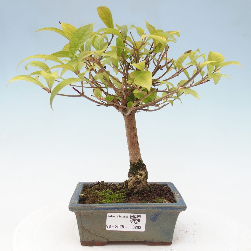 Bonsai voor buiten - Callicarpa japonica