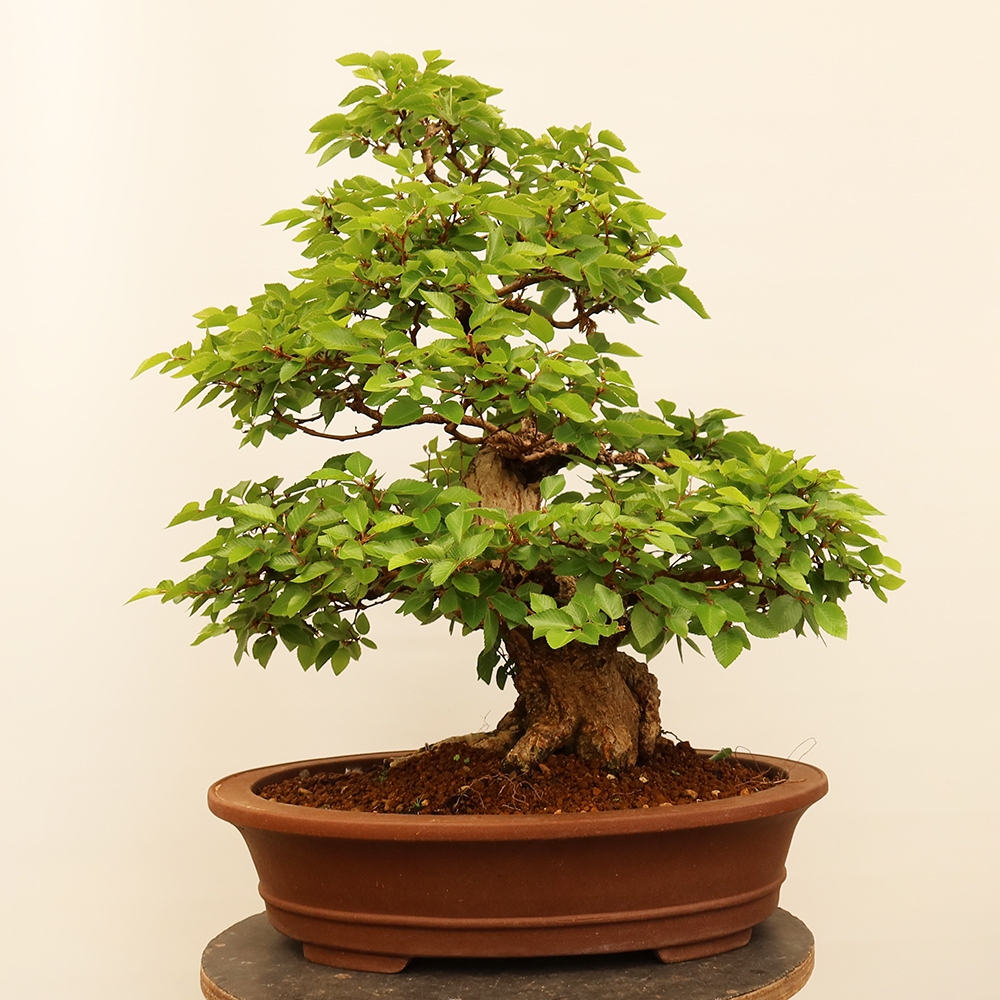 Bonsai voor buiten -Carpinus Coreana - Koreaanse haagbeuk