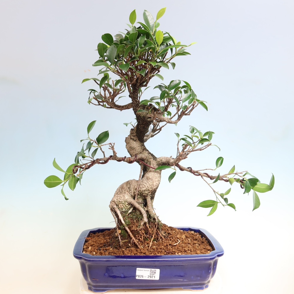 Kamerbonsai - Ficus kimmen - kleinbladige ficus