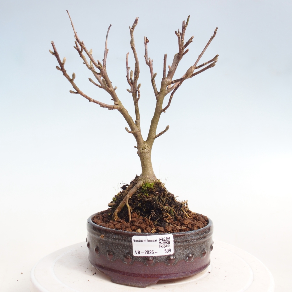 Bonsai voor buiten - Magnolia stellata
