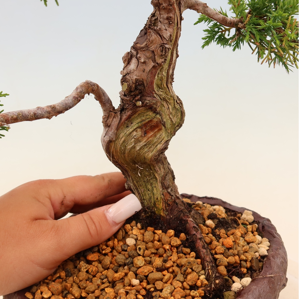 Bonsai voor buiten - Juniperus chinensis Itoigawa