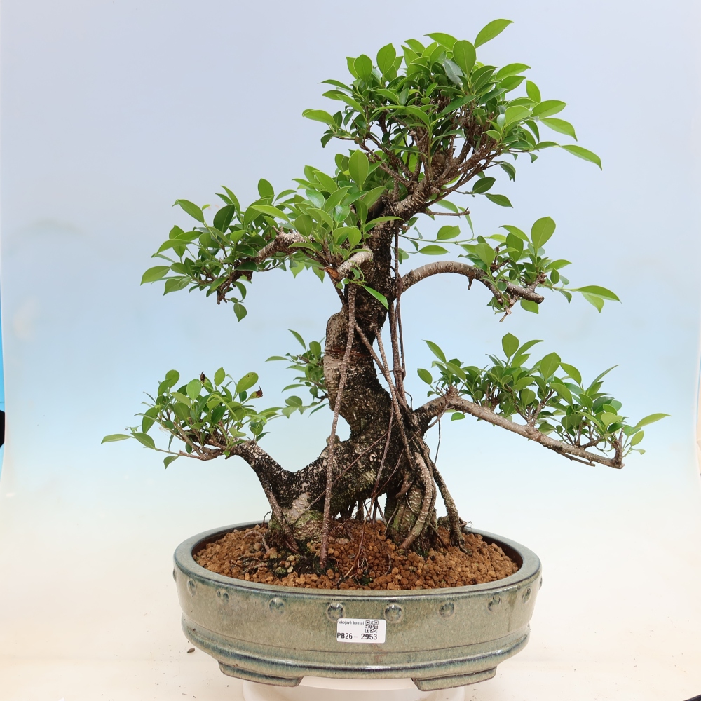 Kamerbonsai - Ficus kimmen - kleinbladige ficus