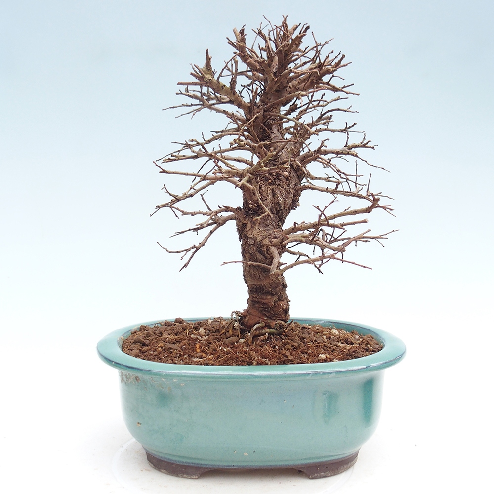 Bonsai voor buiten - Zelkova - Zelkova NIRE