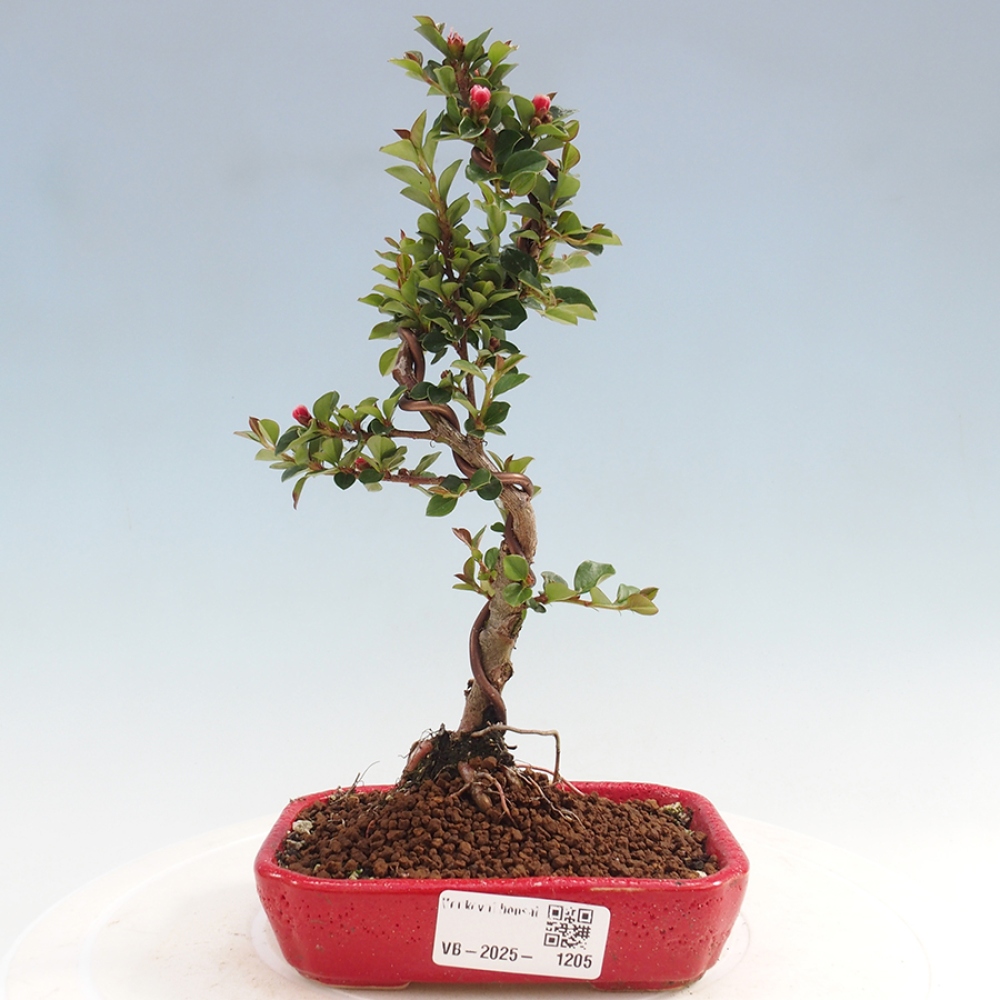 Bonsai-Cotoneaster horizontalis voor buiten - Rocky Mountain