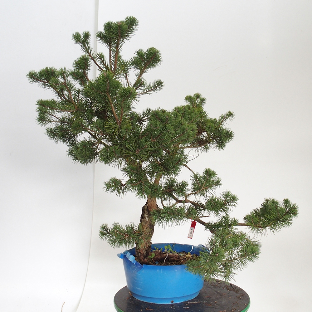 Yamadori - Pinus sylvestris Spanje