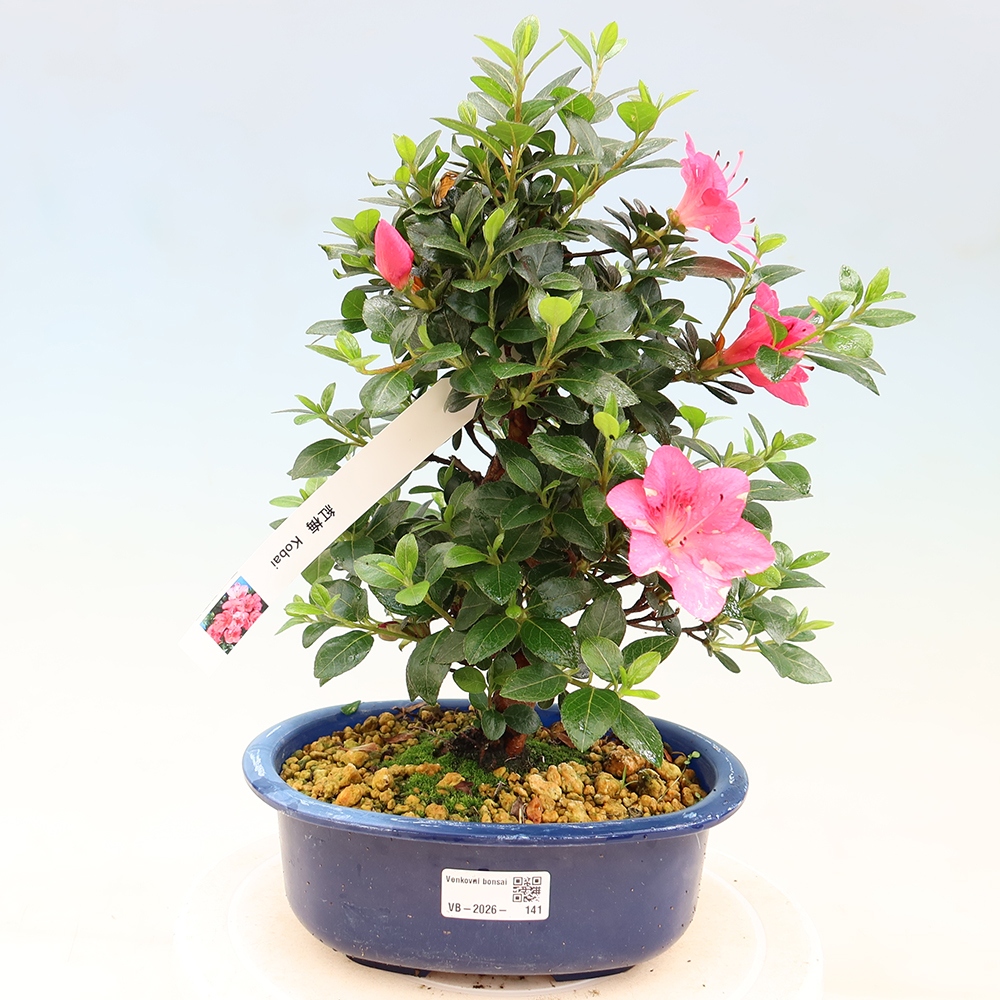 Bonsai voor buiten - Japanse Azalea - Azalea Kobai