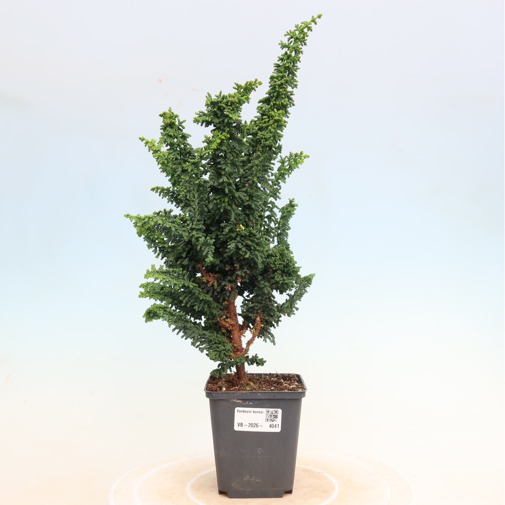 Bonsai voor buiten - Cham. obtusa SEKKA HINOKI - Cipres
