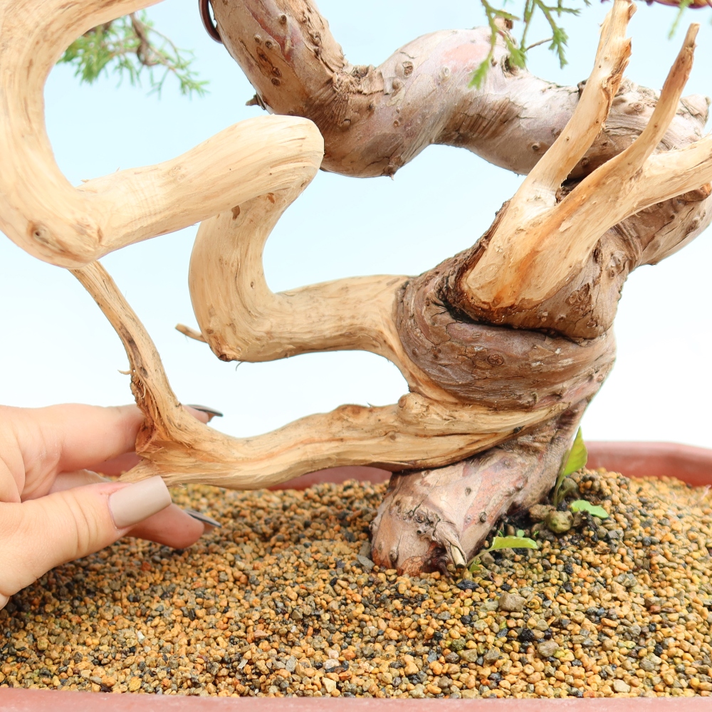 Bonsai voor buiten - Juniperus chinensis Itoigawa-Juniperus chinensis