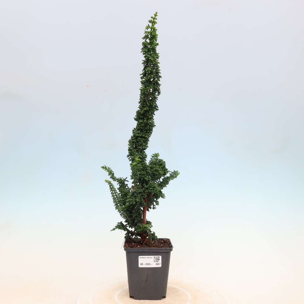 Bonsai voor buiten - Cham. obtusa SEKKA HINOKI - Cipres