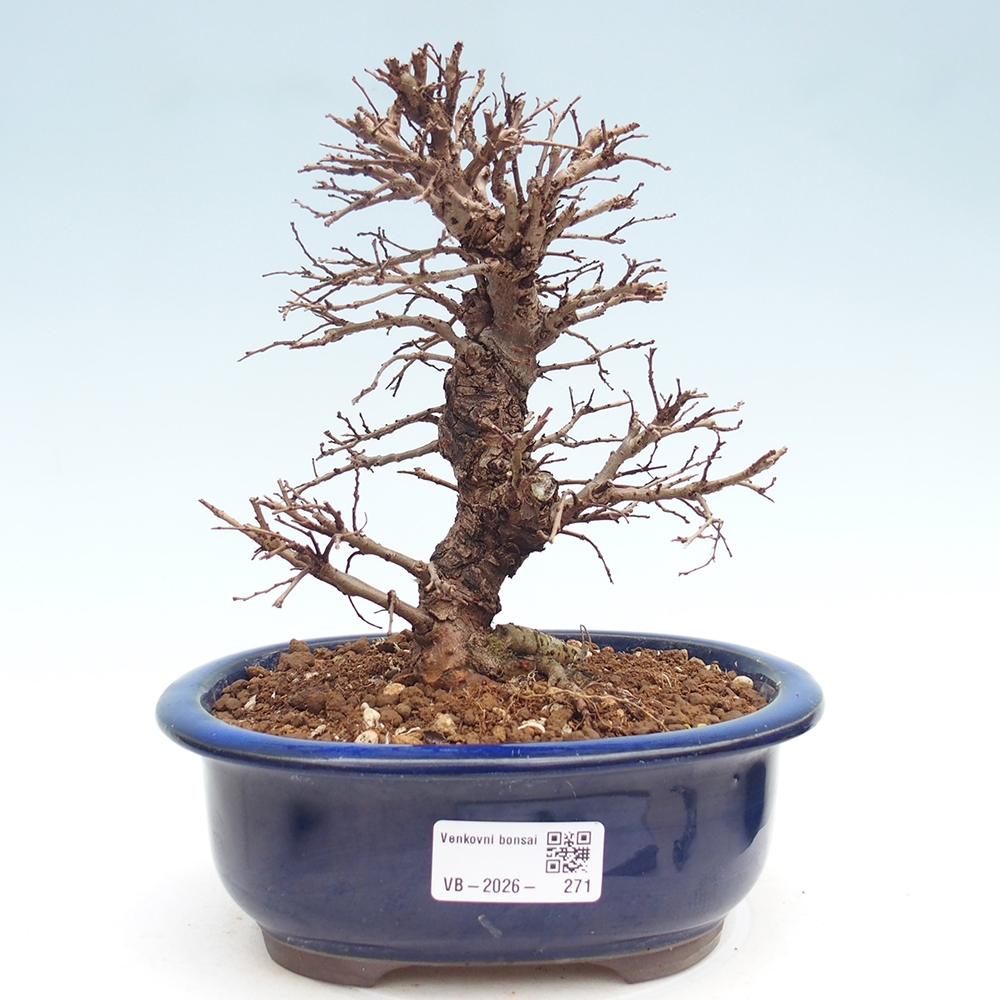 Bonsai voor buiten - Zelkova - Zelkova NIRE