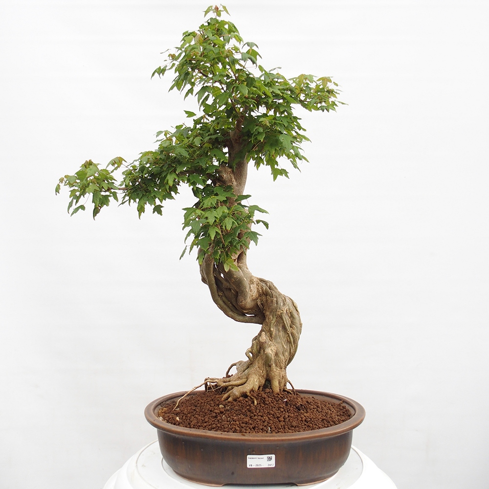Bonsai voor buiten - Acer Buergerianum - Burgeresdoorn