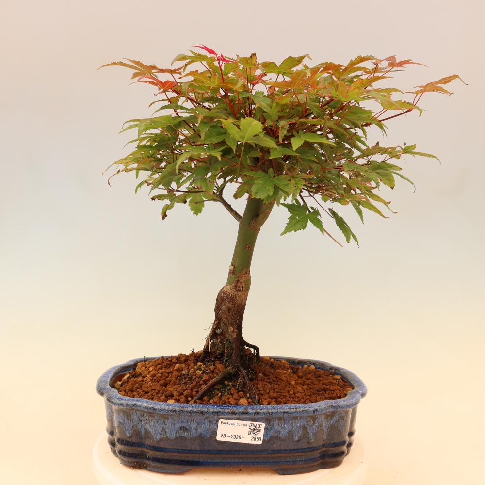 Noorse esdoorn - Acer palmatum Beni Tsukasa