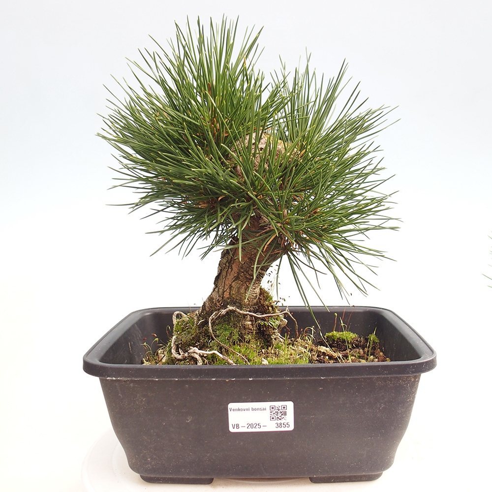 Bonsai voor buiten - Pinus thunbergii - Thunberg den