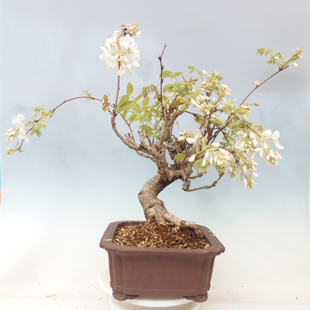 Bonsai voor buiten - Vistaria - Wisteria