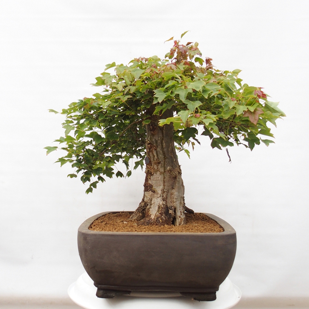 Bonsai voor buiten - Acer Buergerianum - Burgeresdoorn
