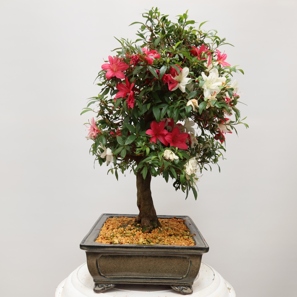 Bonsai voor buiten - Japanse azalea - Azalea satsuki