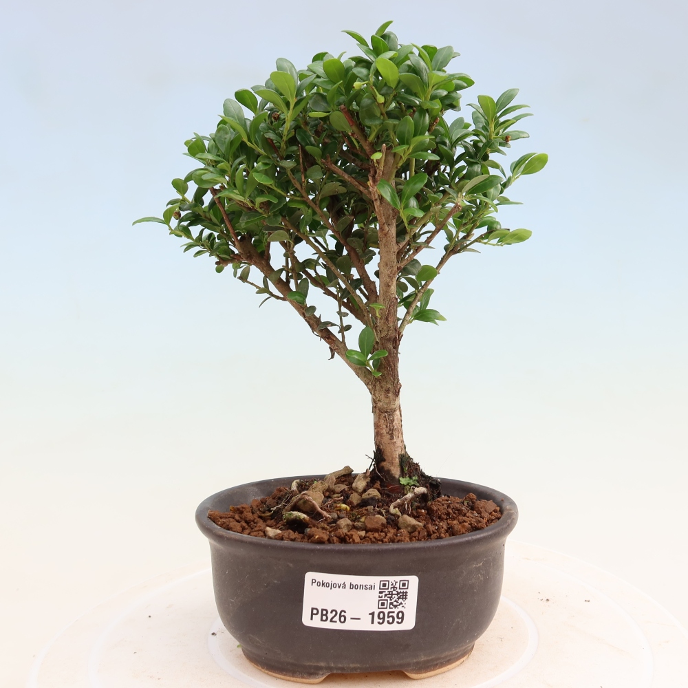 Kamerbonsai - Ilex crenata - Hulst