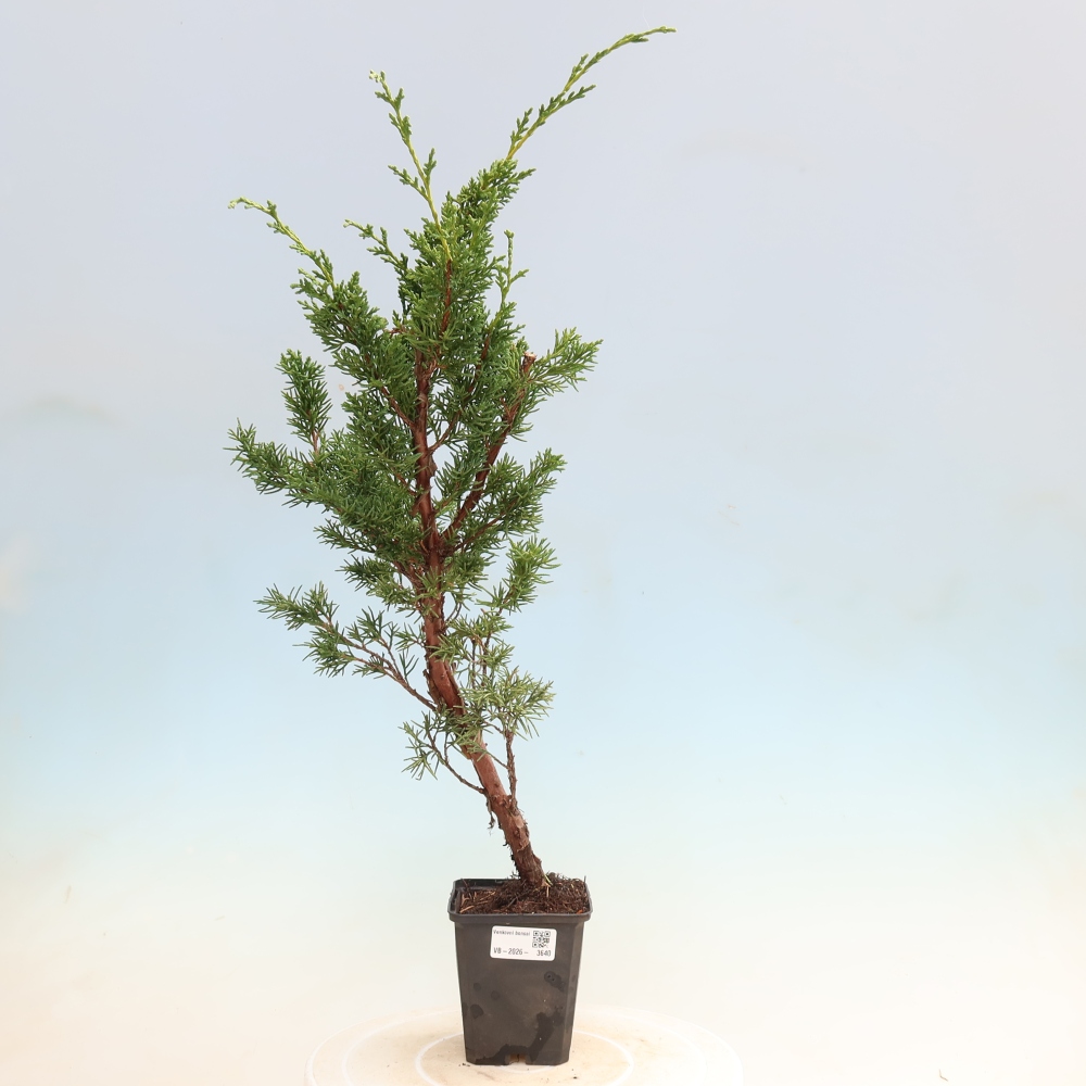 Bonsai voor buiten - Juniperus chinensis Kishu