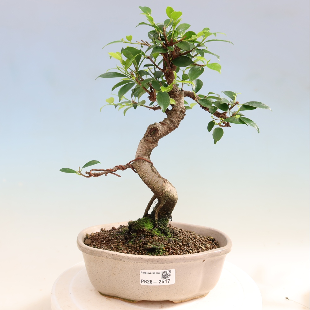 Kamerbonsai - Ficus retusa - kleinbladige ficus