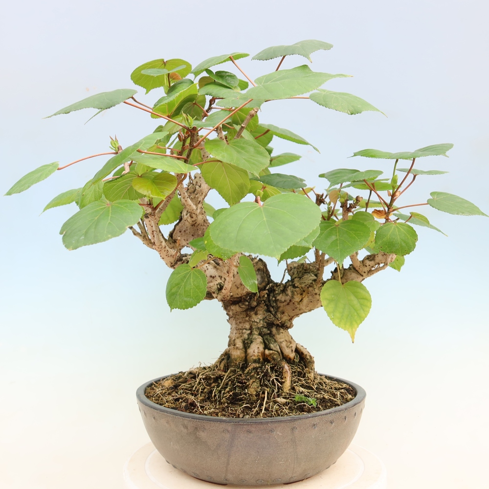 Bonsai voor binnen - Hibiscus tiliaceus - Zee Hibiscus
