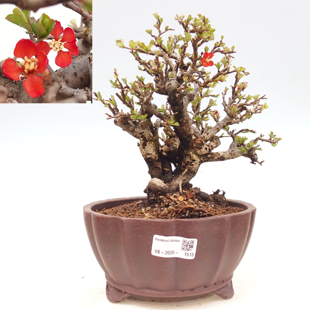 Bonsai voor buiten - Chaneomeles speciosa - Kweepeer