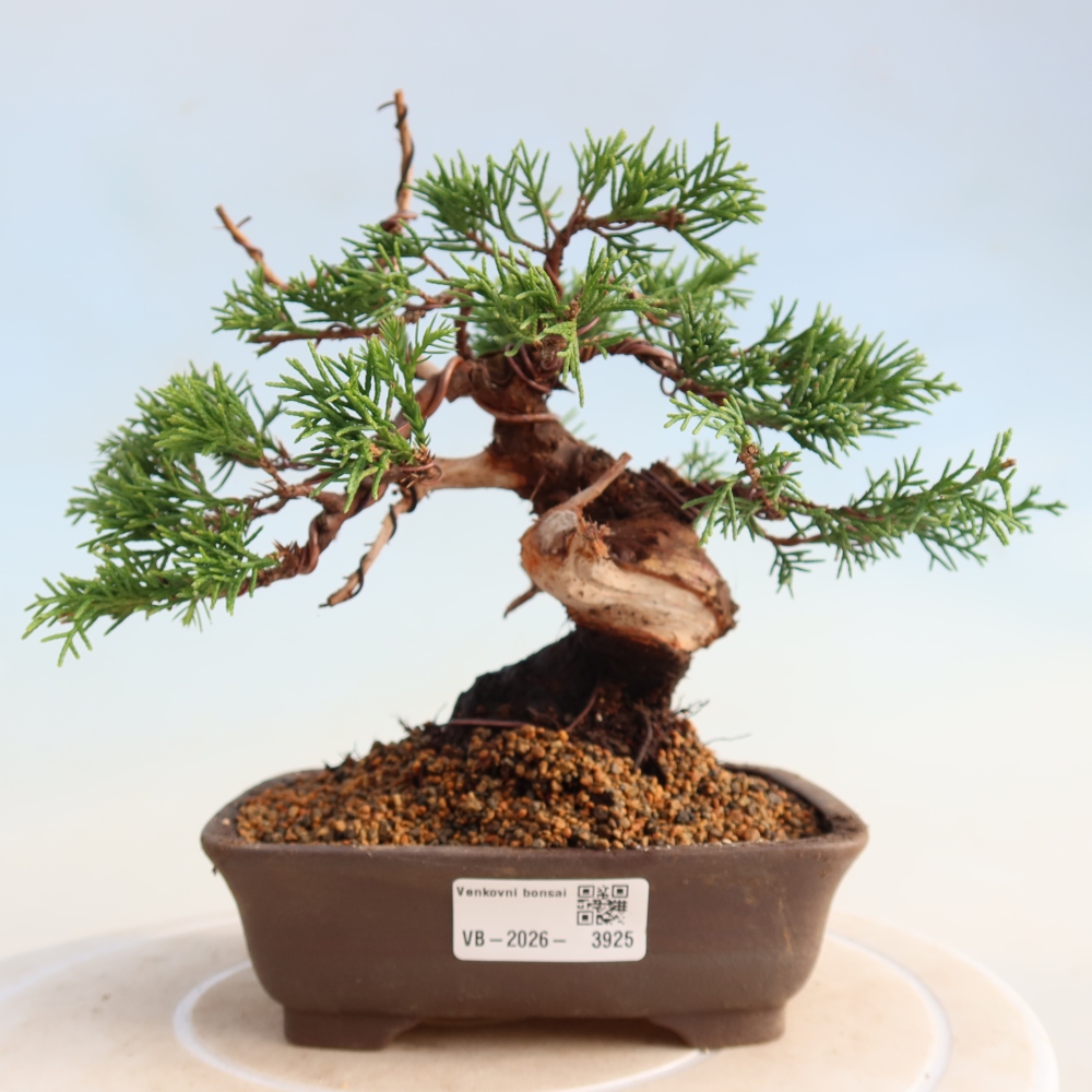 Bonsai voor buiten - Juniperus chinensis Itoigawa