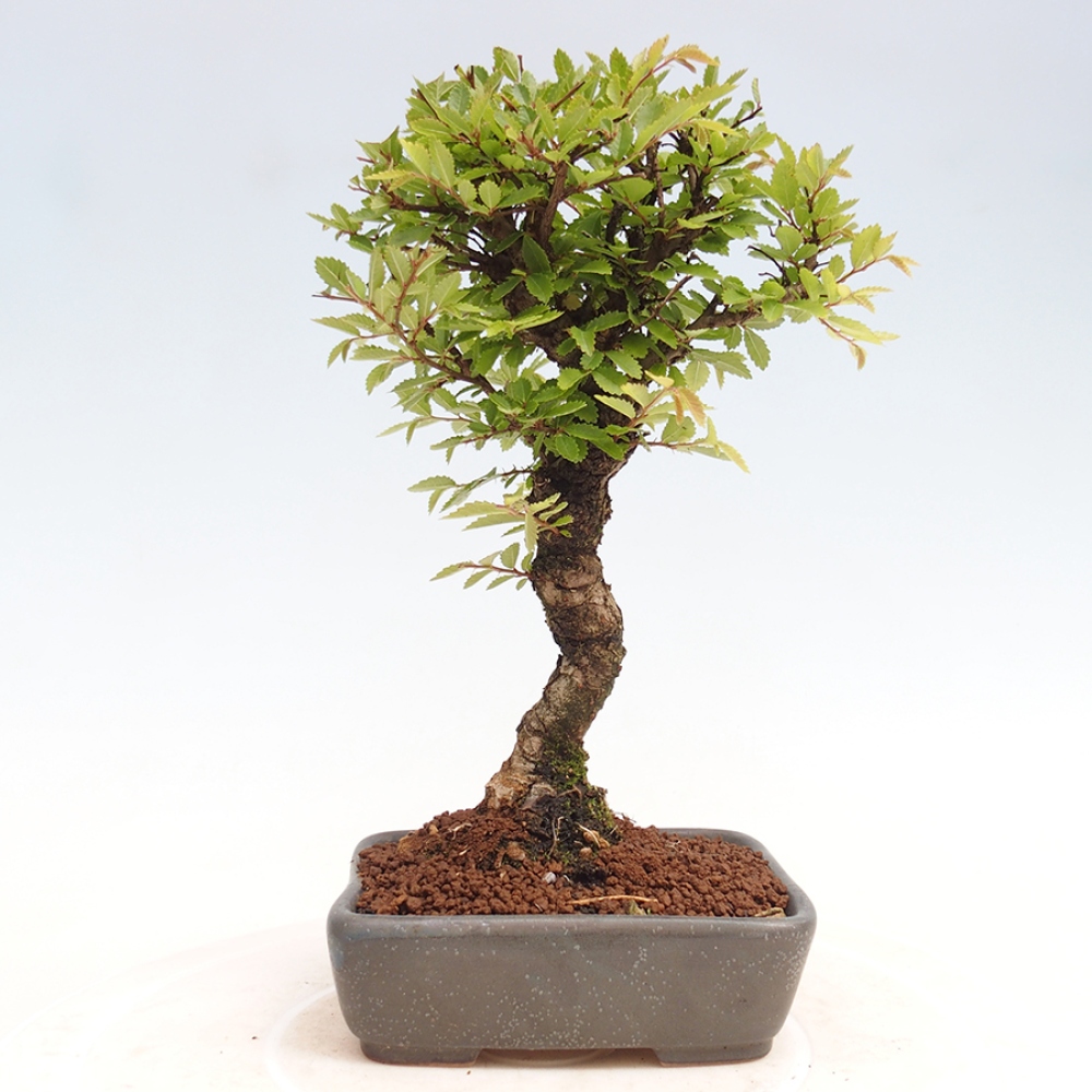 Bonsai voor buiten - Zelkova - Zelkova NIRE