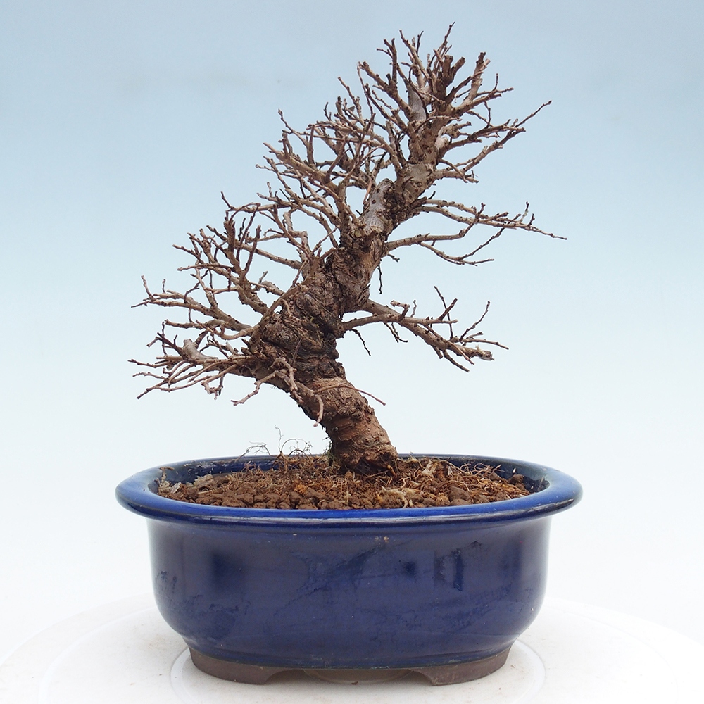 Bonsai voor buiten - Zelkova - Zelkova NIRE