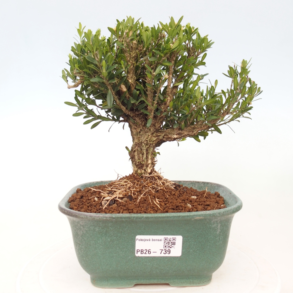 Kamerbonsai - Buxus harlandii - kurk buxus