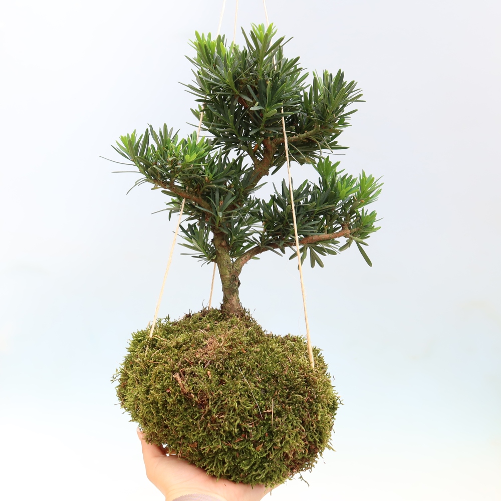 Kokedama in keramiek - Podocarpus - Steen-taxus