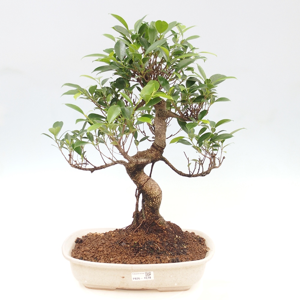 Kamerbonsai - Ficus kimmen - kleinbladige ficus