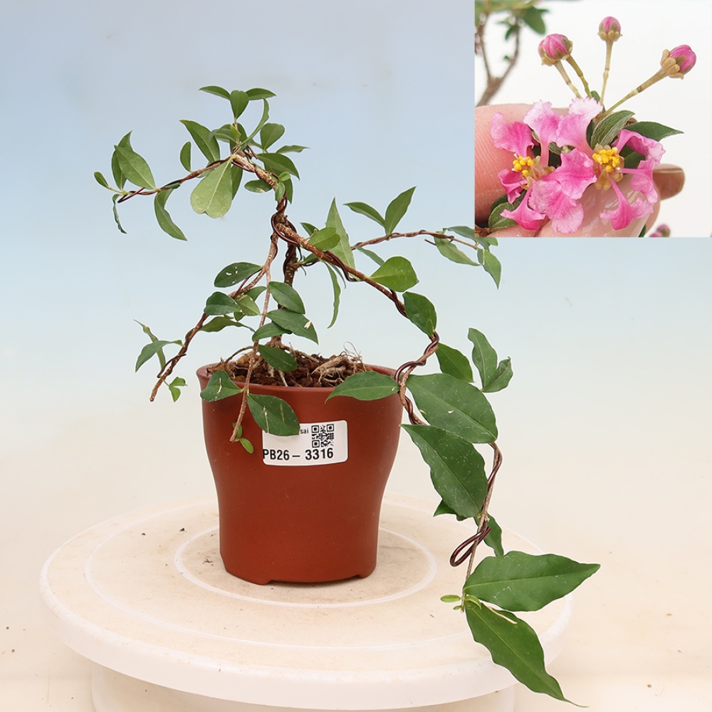 Kamerbonsai - Barbados-kers (Malpighia glabra) 