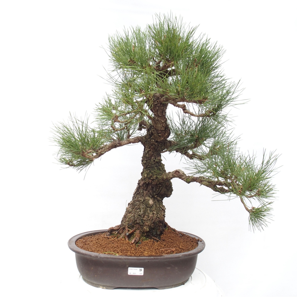 Bonsai voor buiten - Pinus thunbergii - Thunberg den